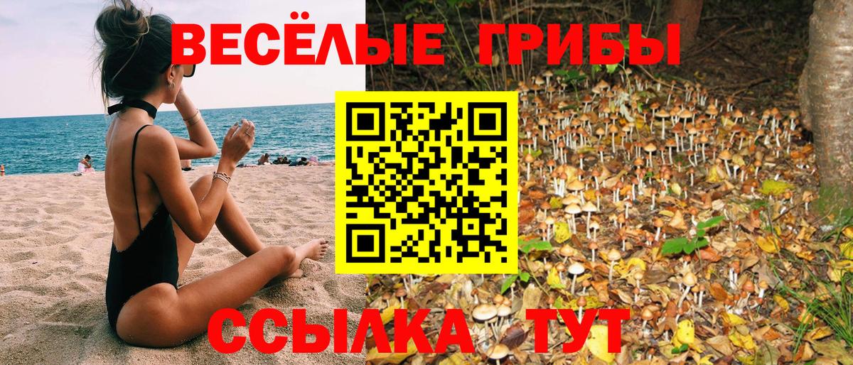 где продают   Владимир  Псилоцибиновые грибы Psilocybine cubensis 